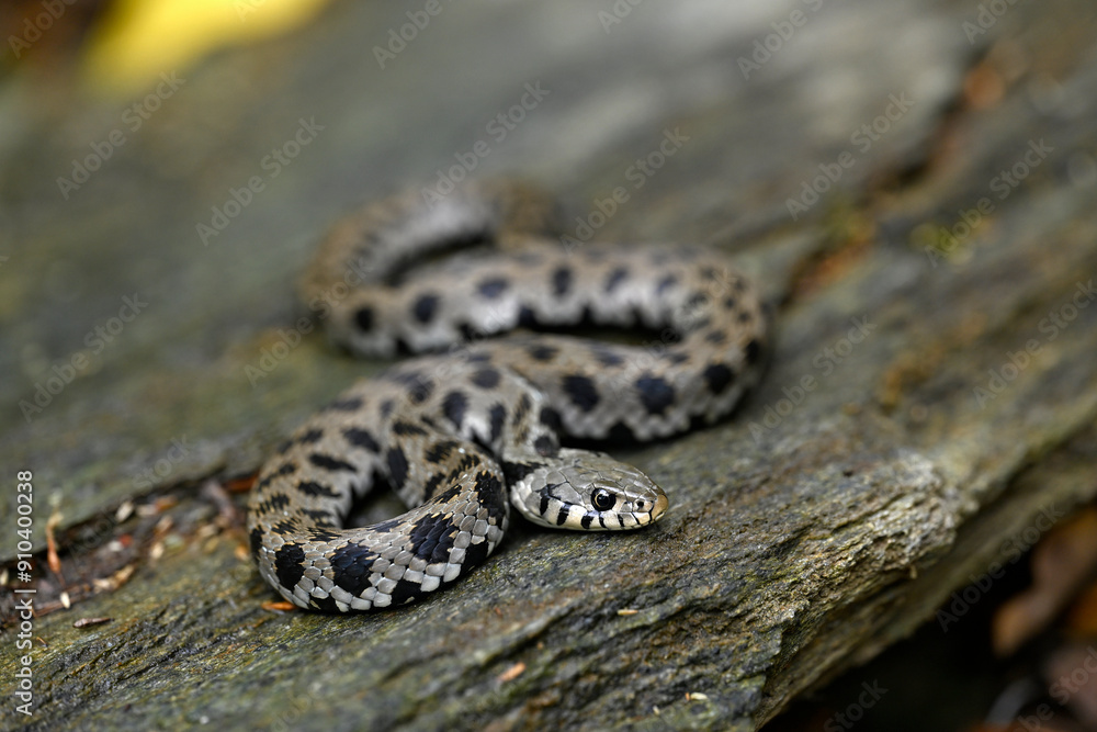Obraz premium Ringelnatter, Kykladen-Ringelnatter // Grass snake (Natrix natrix cf. schweizeri) - Insel Andros, Kykladen, Griechenland