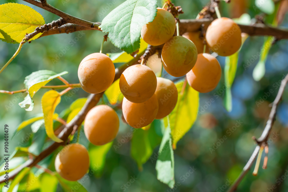 Cherry plum branches with yellow fruits on tree in garden. Sweet spreading plum berries ripen. Prunus cerasifera is plant family rosaceae in orchard. Component of tkemali sauce. Harvesting myrobalan. Cherry plum branches with yellow fruits on tree in garden. Sweet spreading plum berries ripen. Prunus cerasifera is plant family rosaceae in orchard. Component of tkemali sauce. Harvesting myrobalan.