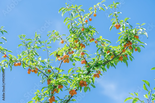 Cherry plum branches with yellow fruits on tree in garden. Sweet spreading plum berries ripen. Prunus cerasifera is plant family rosaceae in orchard. Component of tkemali sauce. Harvesting myrobalan. photo