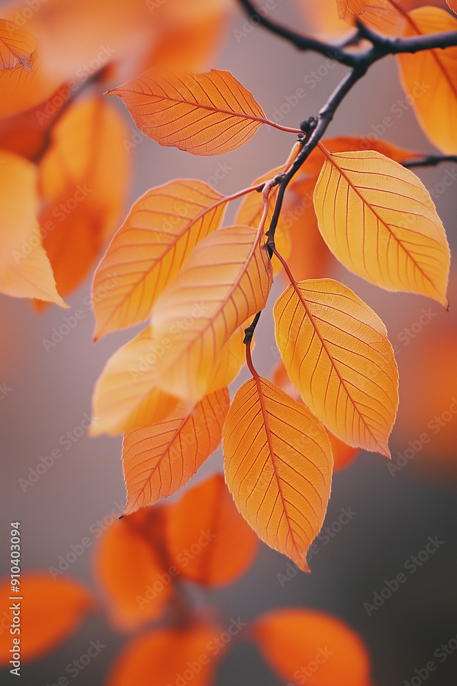 Autumn wallpaper background Autumn wallpaper background