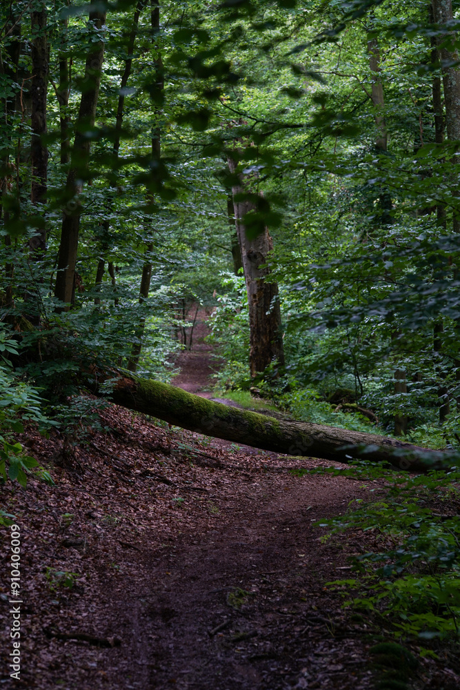 Fototapeta premium The Wartburg is a castle near Eisenach, in the northwestern Thuringian Forest in Thuringia. Its name is probably derived from Warte, meaning watchman's castle. The castle hill is 411 m above sea level