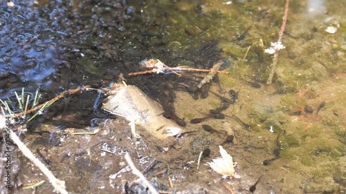 newt tadpoles in a puddle

