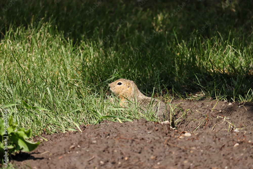 Richardson's Ground Squirrel Peeking Out Of Burrow At Danielson Provincial Park, Saskatchewan Canada July 30, 2024 Richardson's Ground Squirrel Peeking Out Of Burrow At Danielson Provincial Park, Saskatchewan Canada July 30, 2024