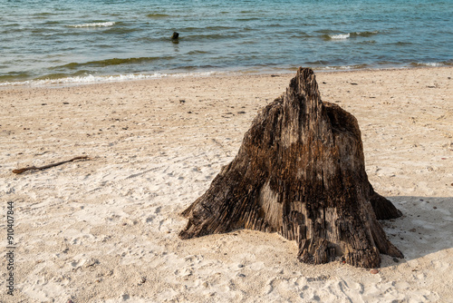 Ancient sunken tree trunks in Czolpino are the remains of the old oak forest and a popular tourist attraction of Slowinski National Park photo