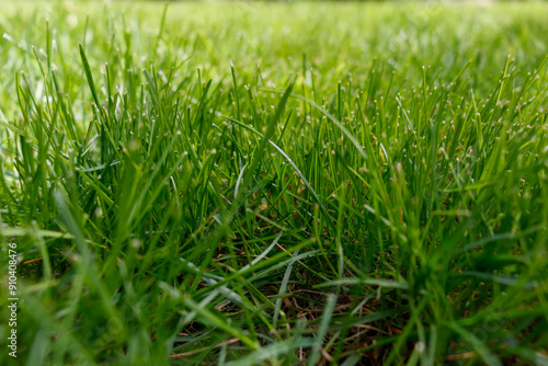 Close up of fresh green grass.