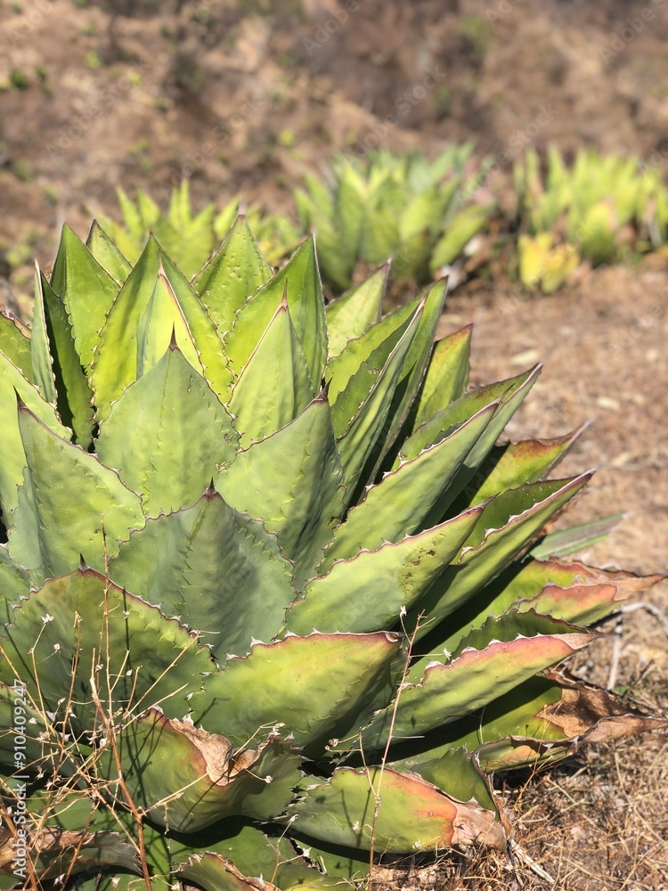 Fototapeta premium Agave plant (cupreata)
