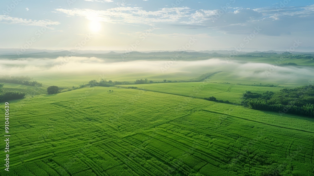 Green Agricultural Fields with Morning Fog Green Agricultural Fields with Morning Fog