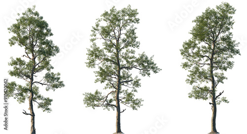 Set of 3 Sassafras albidum (white sassafras, red sassafras, or silky sassafras) isolated png in sunny daylight on a transparent background perfectly cutout