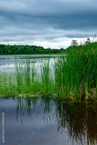 Quadro em tela Coastal green aquatic vegetation near the shore of a lake