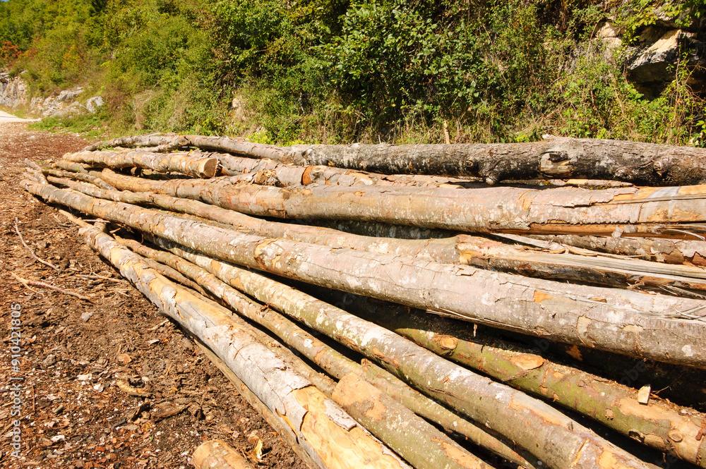 Stack of sawn trunks on the ground covered with wooden chips. Saw mill in forest. Stack of sawn trunks on the ground covered with wooden chips. Saw mill in forest.