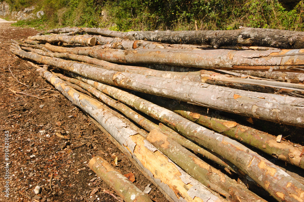 Stack of sawn trunks on the ground covered with wooden chips. Saw mill in forest. Stack of sawn trunks on the ground covered with wooden chips. Saw mill in forest.