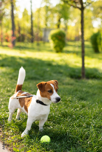 Adorable Jack Russell Terrier dog playing with a tennis toy ball in fresh grass wearing collar