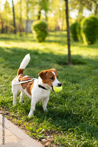 Adorable Jack Russell Terrier dog playing with a tennis toy ball in fresh grass wearing collar