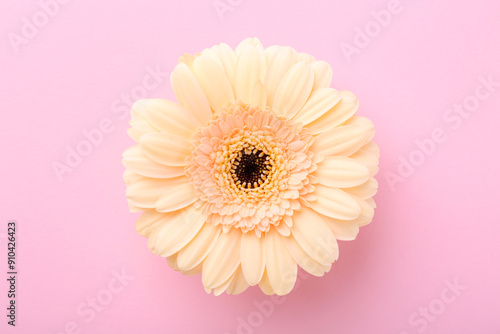 One beautiful tender gerbera flower on pink background, top view