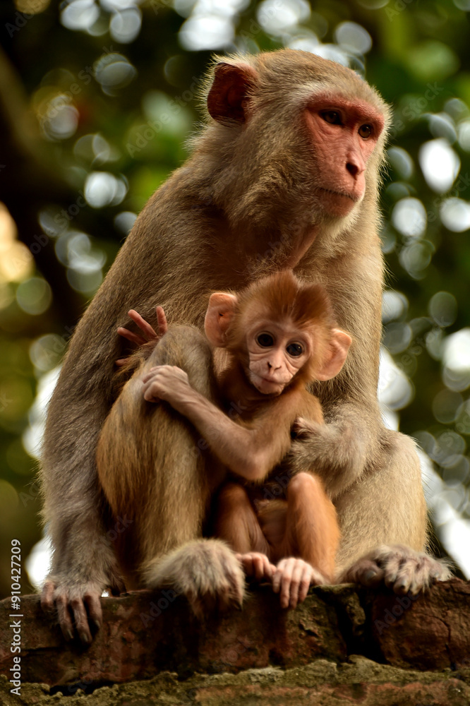 The monkey mother and her child 