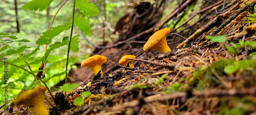 Bild auf Leinwand A group of mushrooms of chanterelles grow in the forest on a hill
