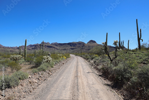 Road through Organ Pipe Cactus National Monument, Arizona