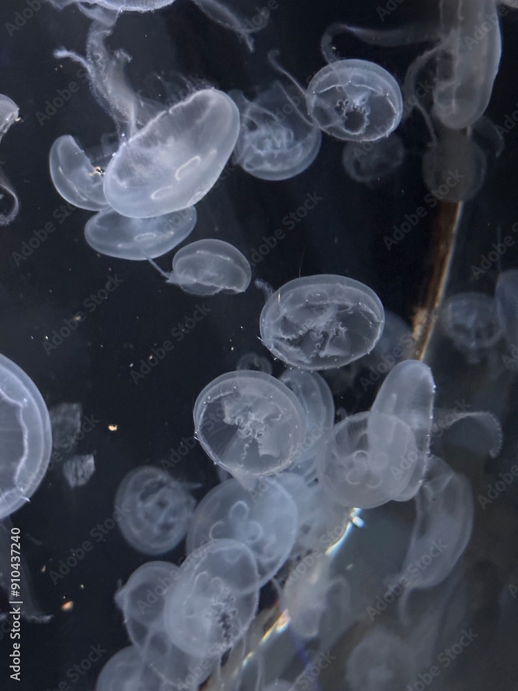 Jelly fish Jelly fish