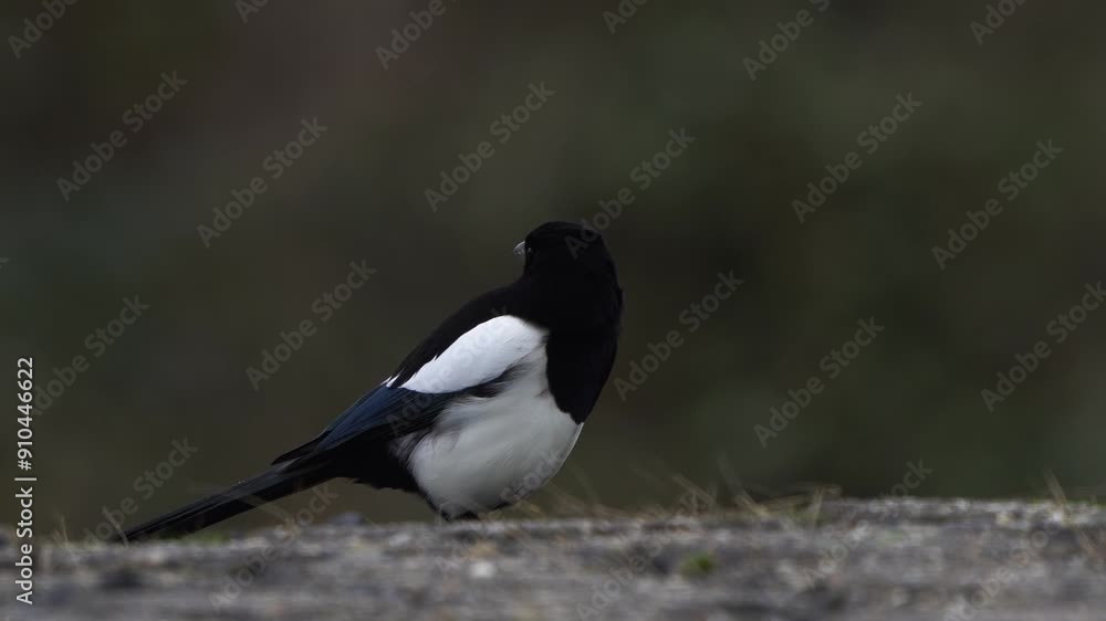 A Eurasian magpie or common magpie (Pica pica) sitting on the ground and filmed in low perspective A Eurasian magpie or common magpie (Pica pica) sitting on the ground and filmed in low perspective