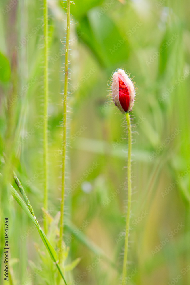 Poppy field as a symbol of Reconciliation Day Poppy field as a symbol of Reconciliation Day