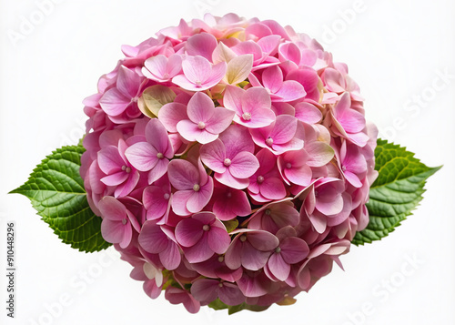 Delicate pink hydrangea flowers bloom in a lush sphere, intricate details and soft petals showcased in a stunning close-up, isolated on a transparent background.