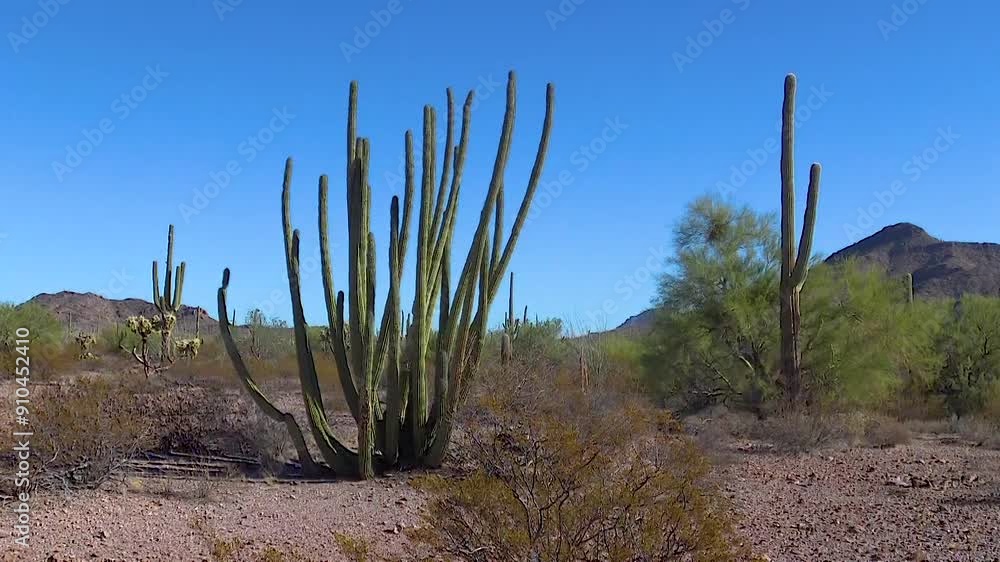 Stenocereus thurberi - group of cacti in the stone desert Stenocereus thurberi - group of cacti in the stone desert