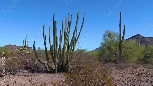 Stenocereus thurberi - group of cacti in the stone desert