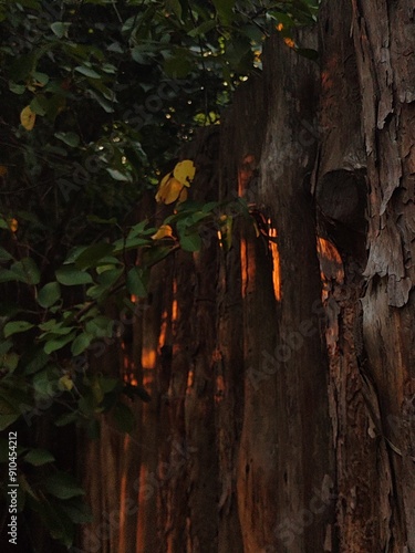 wooden logs with glare from the sun