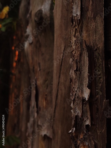 wooden logs with glare from the sun