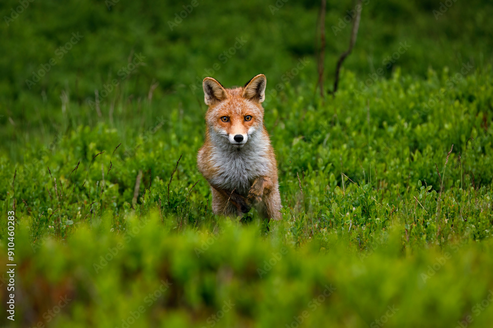 Fox jump. Hunting red fox, Vulpes vulpes, running in blueberry and sniffs about prey. Beautiful orange fur coat animal in forest. Wild cute vixen in spring nature. Wildlife. Beast in natural habitat. Fox jump. Hunting red fox, Vulpes vulpes, running in blueberry and sniffs about prey. Beautiful orange fur coat animal in forest. Wild cute vixen in spring nature. Wildlife. Beast in natural habitat.