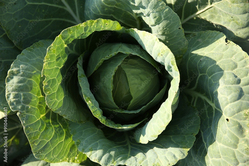 Green cabbage growing in field on sunny day, top view Green cabbage growing in field on sunny day, top view