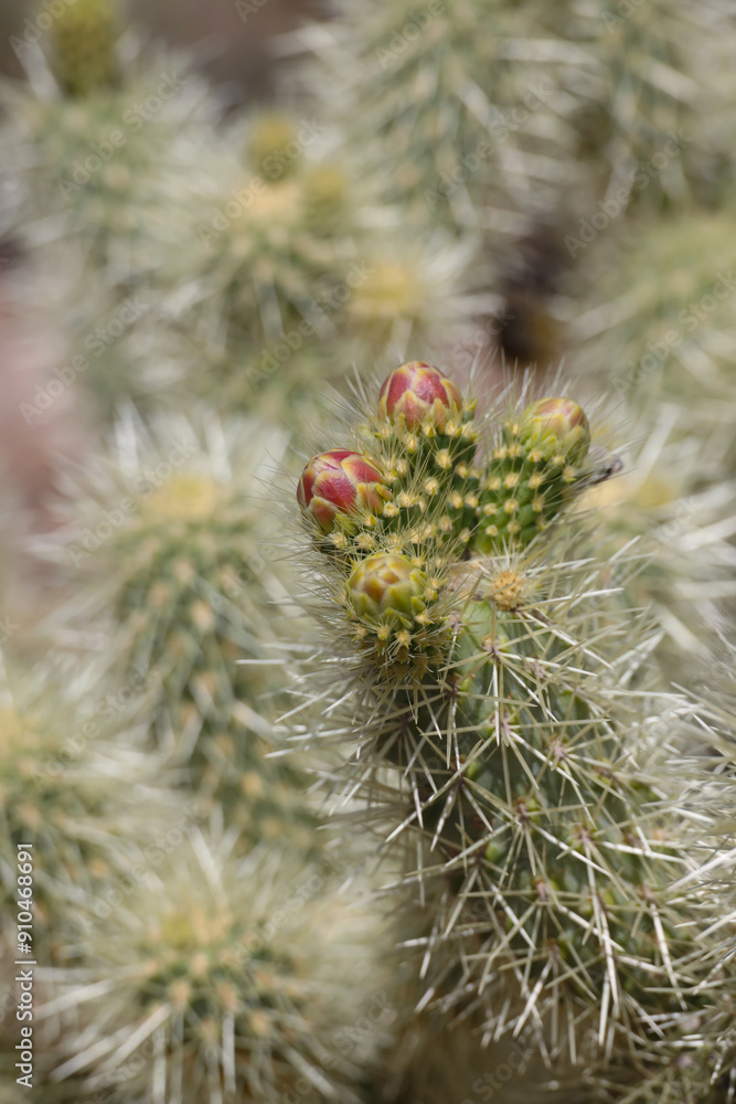 Cholla cactus with red buds, close-up
Cholla cactus with red buds, close-up