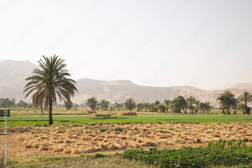 Beautiful view of village landscape in Luxor, Egypt