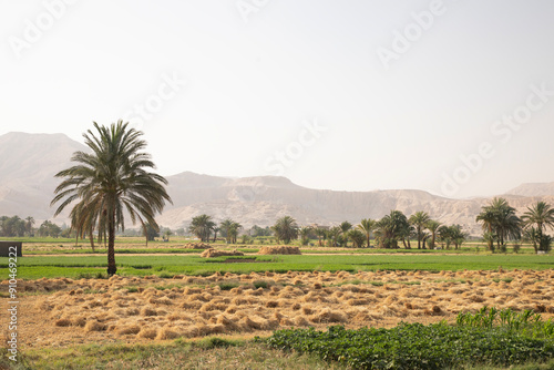Obraz na płótnie Beautiful view of village landscape in Luxor, Egypt w salonie