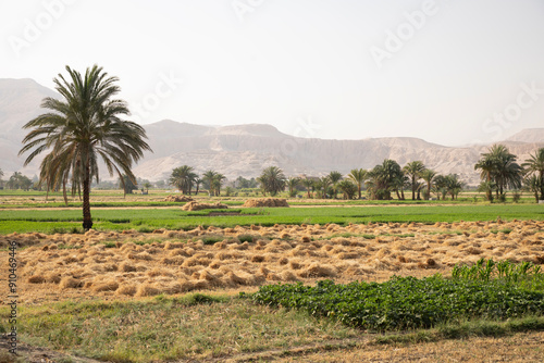 Obraz na płótnie Beautiful view of village landscape in Luxor, Egypt w salonie