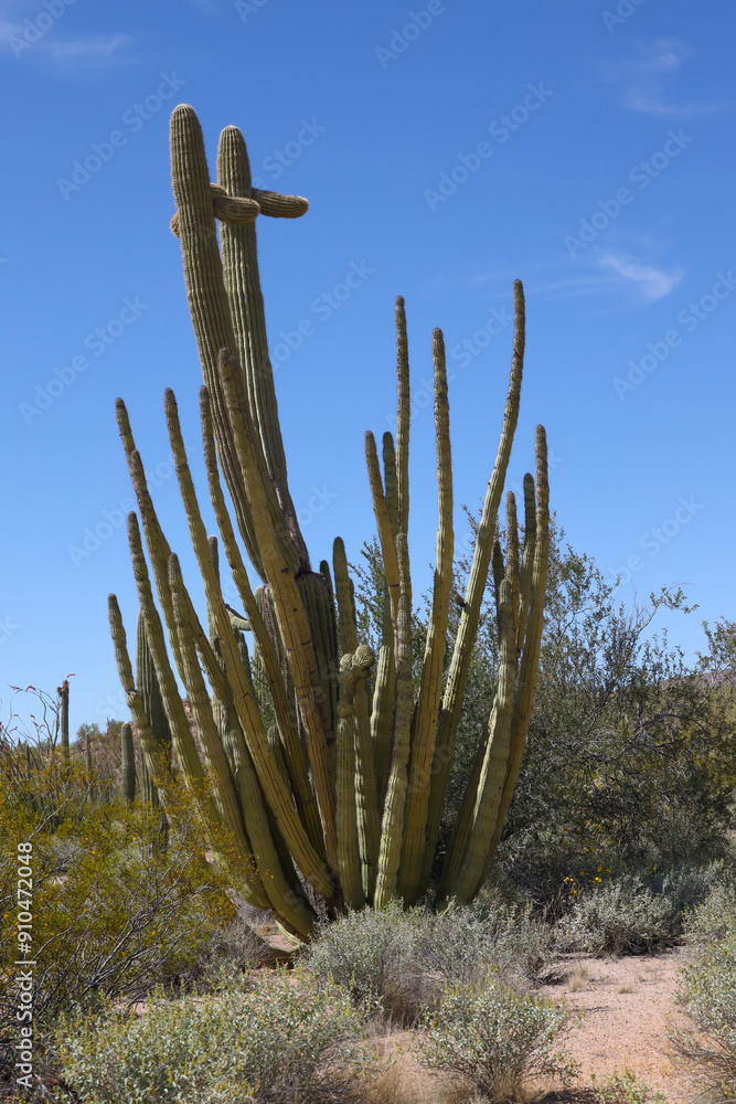 Organ Pipe Cactus in the desert
Organ Pipe Cactus in the desert