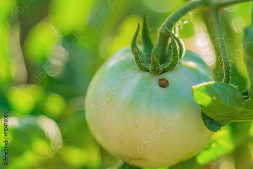 Unripe young green-yellow tomato fruits damaged by caterpillar, pest of crops called Fall Armyworm. Damage, loss during storage. Consequences, harm to agriculture, compensation, insecticide treatment photo