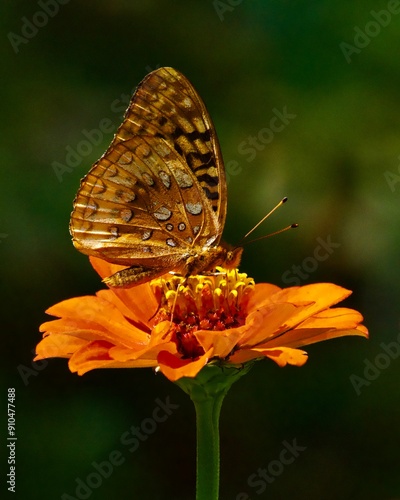 great spangled fritillary butterfly on flower