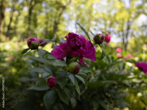 Peony Garden in Bloom 