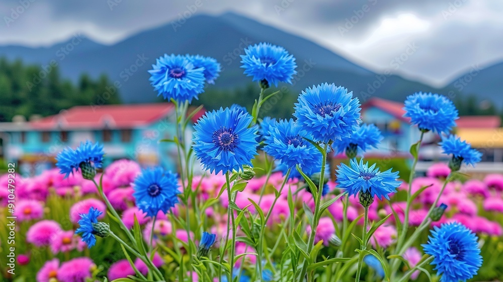 Obraz premium Blue flowers in the foreground with pink and purple highlights against a mountainous backdrop