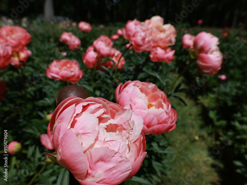 Peony Garden in Bloom 