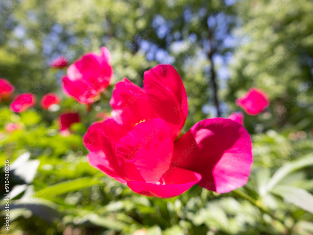 Peony Garden in Bloom Peony Garden in Bloom
