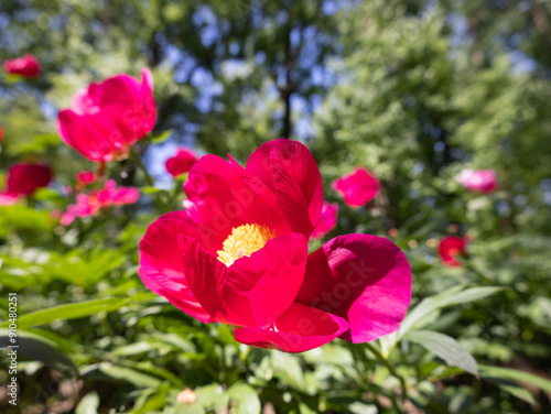 Peony Garden in Bloom 
