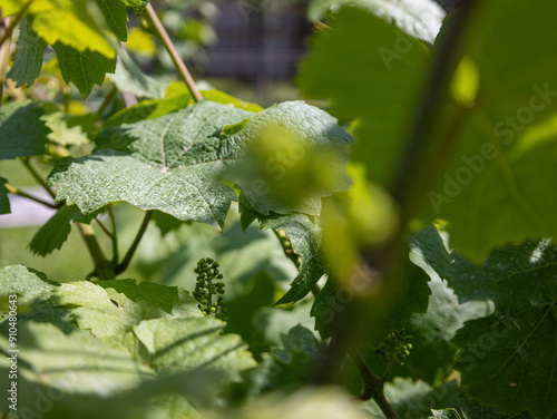 Growing Grapes at the Winery 