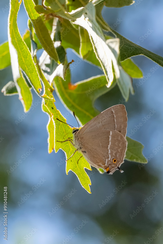 Obraz premium Lycaenidae / Mor Meşe / Purple Hairstreak / Quercusia quercus