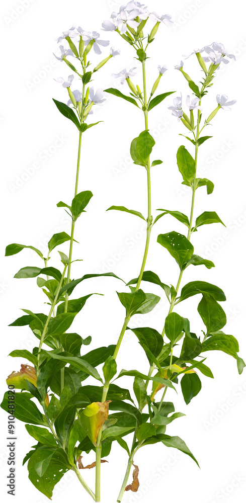 Side view of Soapwort plant with flower Side view of Soapwort plant with flower