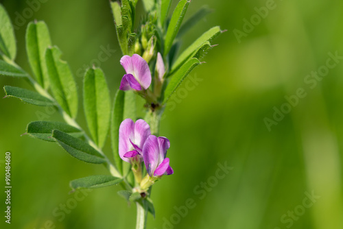 Photos Close up of common vetch (vicia sativa) flowers in bloom