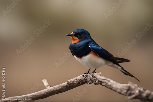 hirundo rustica swallow bird nature wildlife britain british fly flying flight barn urban farm