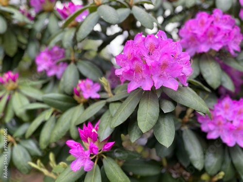 Pink flowers in a garden, Rhododendron