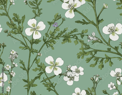 Antique botany illustration of wild flowers: Cuckoo Flower, Cardamine pratensis 
